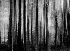 Into_the_woods_1