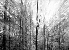 Into_the_woods_15