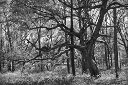 Oak_hammock