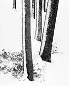 Lodgepole_pines__1