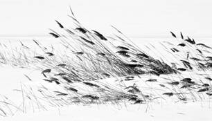 Willard_bay_phragmites