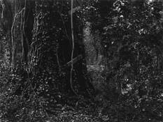 Treehouse