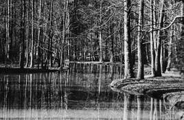 Tree_reflections