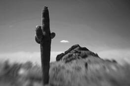 Saguaro_cactus
