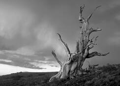 Lone_bristle_cone