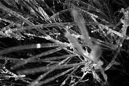 Frozen_grass__5