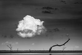 Dead_tree_and_cloud
