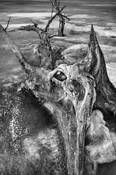 Stump_06