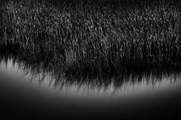 Blowing_grasses