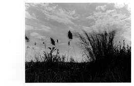 Whispering_dune