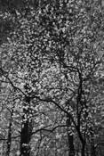 Dogwood