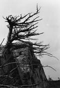 Sentinel