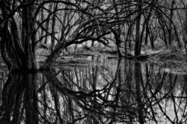 Reflections