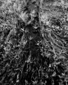 Spring_rain_runoff