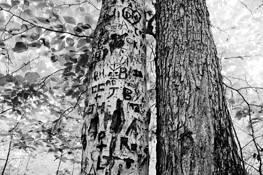 Graffitree