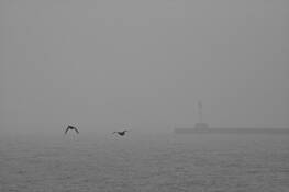 Fog