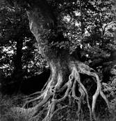 Sycamore_roots