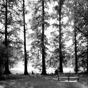 Lakeside_forest_park