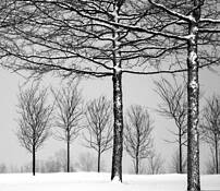 Winter_branches