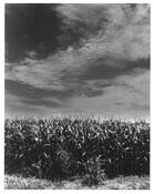 Harvest