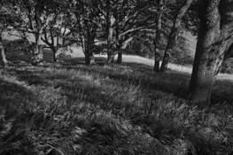 Oak_grove