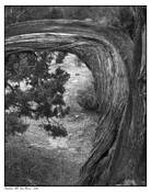 Mesquite_-_bandelier_national_park_new_mexico