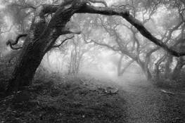 Ancient_oaks_ii