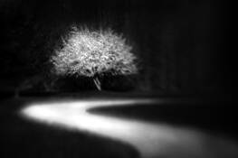 I_saw_the_light
