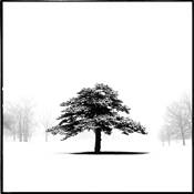Lone_tree
