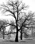 Oaks_in_valley