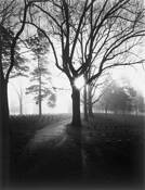 Mourning_fog
