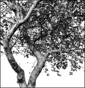 Apple_tree