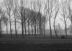 Trees_in_a_row