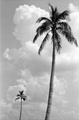 Two_palms