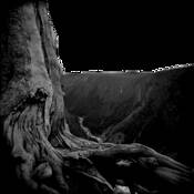 Tree_series__1