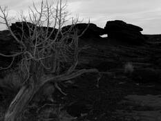 Bare_tree