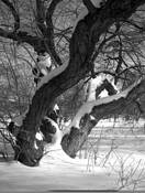 Fresh_snow