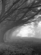 Foggy_trees
