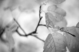 Fall_leaves_and_stems