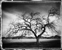 Oak_tree