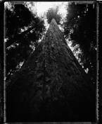 Redwood_tree