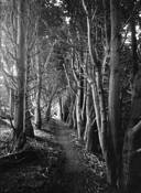 Cattle_path