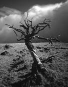 Haunted_tree