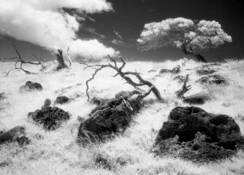 Mauna_kea_hillside