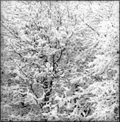 Trees_03