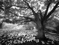 Live_oak_and_white_caladiums