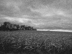 Wheat_fields