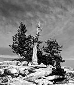 Dome_tree