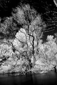 Green_river_tree
