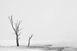 Tree_in_blizzard